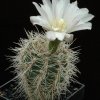 Gymnocalycium_bruchii_3